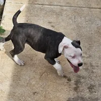 Moana, a female Staffordshire Bull Terrier for sale in Adkins, TX – Photo 3 of 7