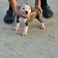 Moana, a female Staffordshire Bull Terrier for sale in Adkins, TX – Photo 7 of 7