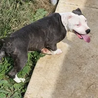 Moana, a female Staffordshire Bull Terrier for sale in Adkins, TX – Photo 1 of 7