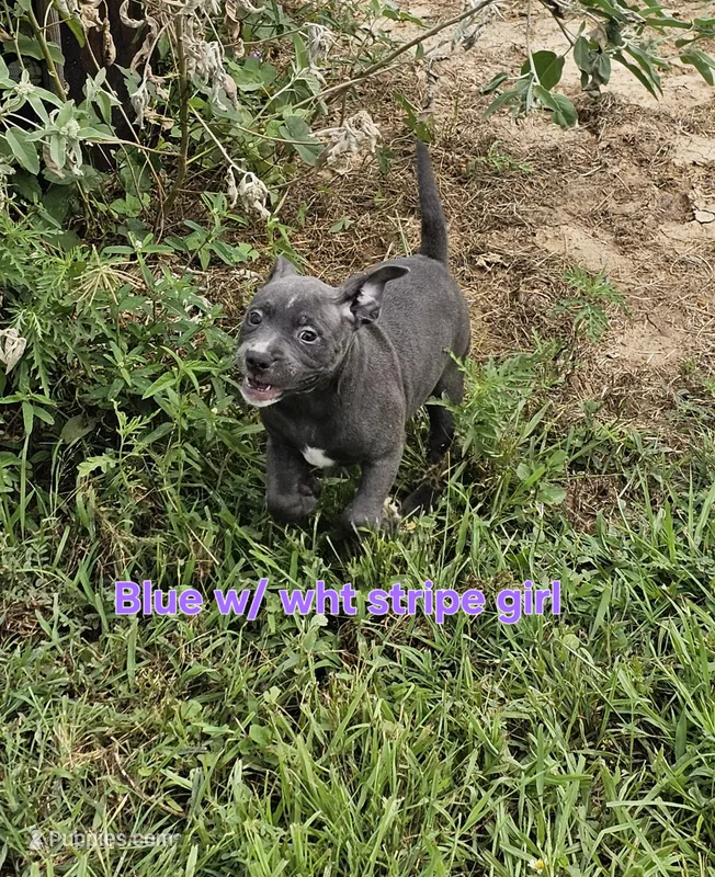 Blue and white girl – Staffordshire Bull Terrier puppy for sale in Adkins, TX