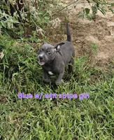 Blue and white girl, a female Staffordshire Bull Terrier for sale in Adkins, TX – 1 of 6