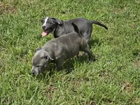 Blue and white boy 2, a male Staffordshire Bull Terrier for sale in Adkins, TX – 2 of 6