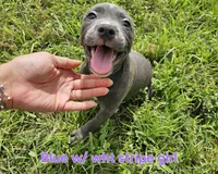 Blue and white girl, a female Staffordshire Bull Terrier for sale in Adkins, TX – 2 of 6