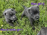 Blue and white girl, a female Staffordshire Bull Terrier for sale in Adkins, TX – 3 of 3