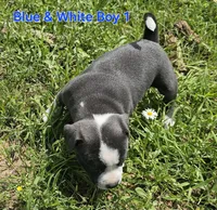 Blue and white boy 1, a male Staffordshire Bull Terrier for sale in Adkins, TX – 5 of 5