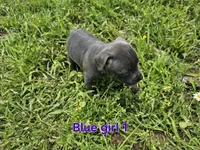 Blue girl 1, a female Staffordshire Bull Terrier for sale in Adkins, TX – 3 of 3