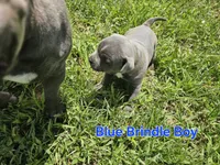Blue brindle boy, a male Staffordshire Bull Terrier for sale in Adkins, TX – 7 of 7