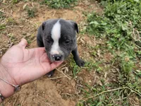 Blue and white boy 2, a male Staffordshire Bull Terrier for sale in Adkins, TX – 1 of 2