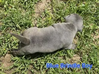 Blue brindle boy, a male Staffordshire Bull Terrier for sale in Adkins, TX – 6 of 7