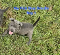 Blue brindle boy, a male Staffordshire Bull Terrier for sale in Adkins, TX – 5 of 8