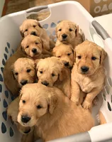 Dark Blue, a male Golden Retriever for sale in Bonney Lake, WA – Photo 4 of 4