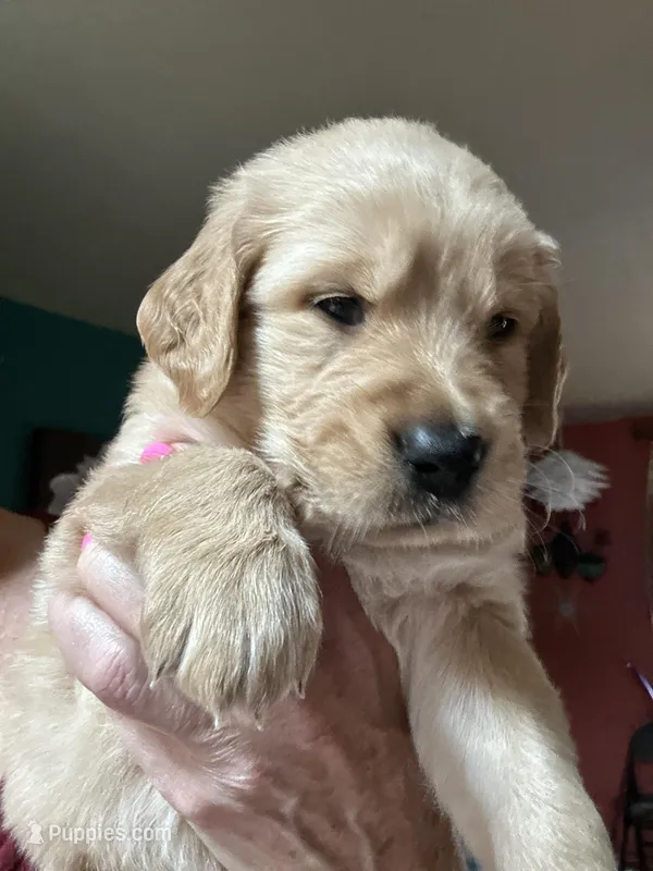 Dark Blue – Golden Retriever puppy for sale in Bonney Lake, WA