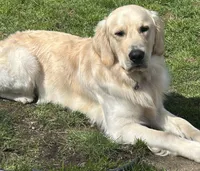 Orange, a male Golden Retriever for sale in Bonney Lake, WA – Photo 2 of 4