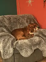 Orange, a male Golden Retriever for sale in Bonney Lake, WA – Photo 3 of 4