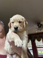 Orange, a male Golden Retriever for sale in Bonney Lake, WA – Photo 1 of 4