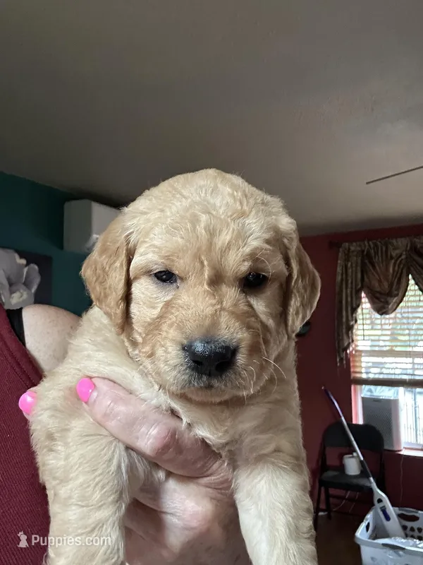 Beige – Golden Retriever puppy for sale in Bonney Lake, WA