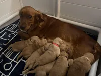 Beige, a female Golden Retriever for sale in Bonney Lake, WA – Photo 3 of 3