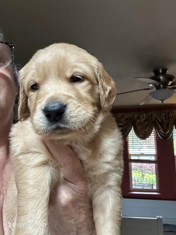 Red – Golden Retriever puppy for sale in Bonney Lake, WA
