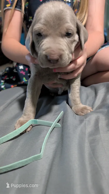 Cookie – Weimaraner puppy for sale in Cluster Springs, VA