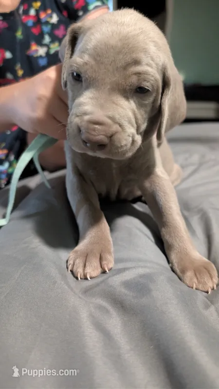 Levi – Weimaraner puppy for sale in Cluster Springs, VA
