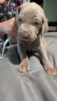 Levi, a female Weimaraner for sale in Cluster Springs, VA – 1 of 1