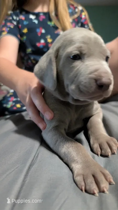 Karma – Weimaraner puppy for sale in Cluster Springs, VA