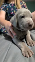 Karma, a female Weimaraner for sale in Cluster Springs, VA – 1 of 1