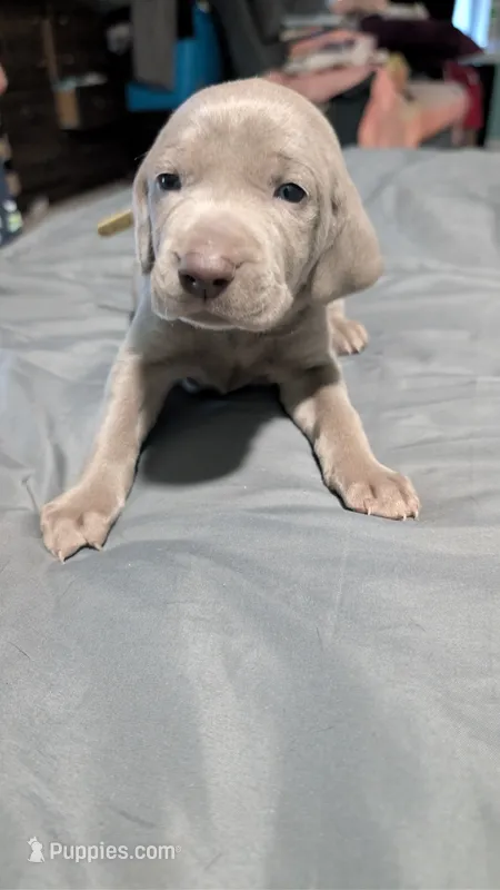 Chloe – Weimaraner puppy for sale in Cluster Springs, VA