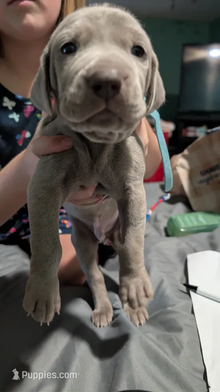 Capri – Weimaraner puppy for sale in Cluster Springs, VA