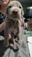 Capri, a male Weimaraner for sale in Cluster Springs, VA – 1 of 1