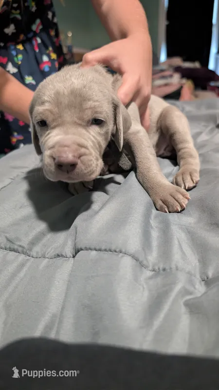 Deedee – Weimaraner puppy for sale in Cluster Springs, VA