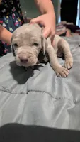 Deedee, a female Weimaraner for sale in Cluster Springs, VA – 1 of 1