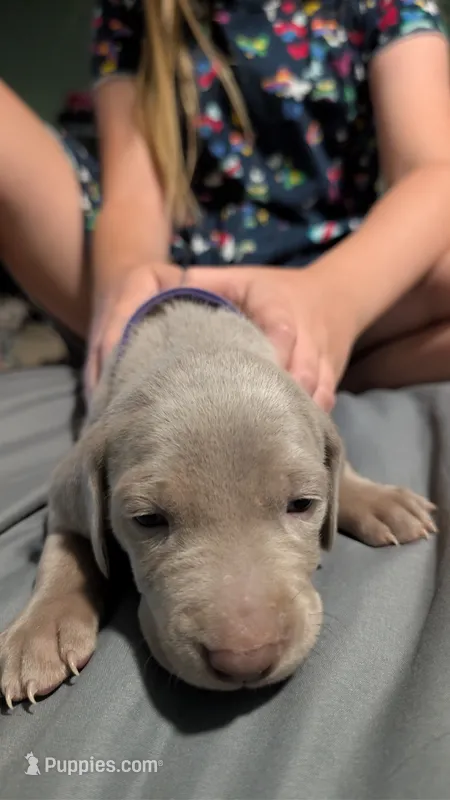 Bella – Weimaraner puppy for sale in Cluster Springs, VA