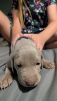Bella, a female Weimaraner for sale in Cluster Springs, VA – 1 of 1