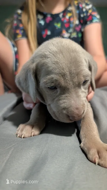 Chanel – Weimaraner puppy for sale in Cluster Springs, VA