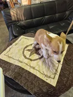 Ricky , a male Pembroke Welsh Corgi for sale in Eufaula, OK – 3 of 4