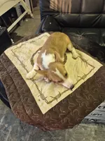 Ricky , a male Pembroke Welsh Corgi for sale in Eufaula, OK – 2 of 4