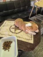 Ricky , a male Pembroke Welsh Corgi for sale in Eufaula, OK – 4 of 4