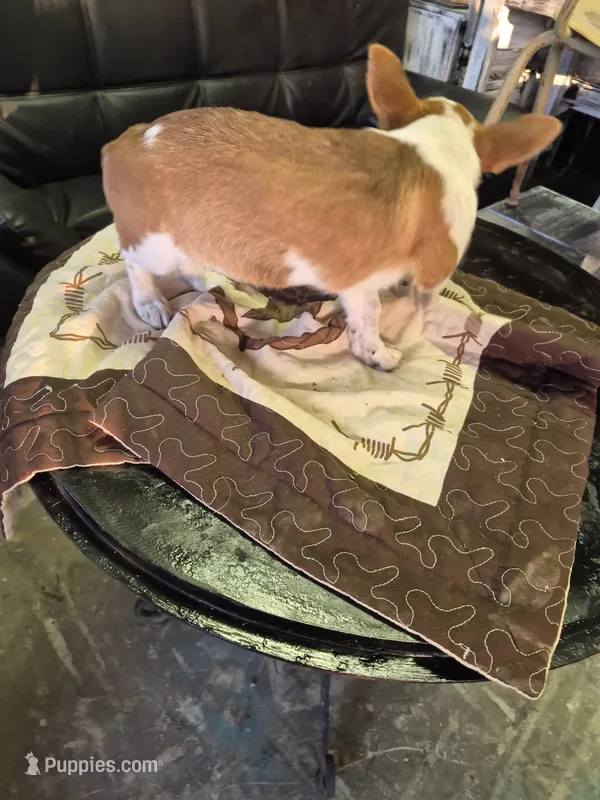 Ricky  – Pembroke Welsh Corgi puppy for sale in Eufaula, OK