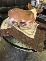 Ricky , a male Pembroke Welsh Corgi for sale in Eufaula, OK – 1 of 4