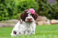 Penny, a female Lagotto Romagnolo for sale in Millersburg, OH – 3 of 5