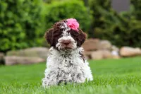 Penny, a female Lagotto Romagnolo for sale in Millersburg, OH – 2 of 5