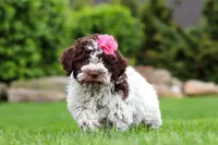 Penny, a female Lagotto Romagnolo for sale in Millersburg, OH – 5 of 5