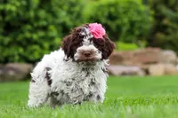 Penny, a female Lagotto Romagnolo for sale in Millersburg, OH – 1 of 5