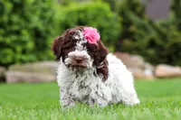 Penny, a female Lagotto Romagnolo for sale in Millersburg, OH – 4 of 5