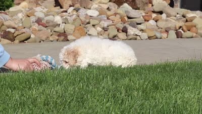 Kaylee, a female Lagotto Romagnolo for sale in Millersburg, OH – 7 of 7