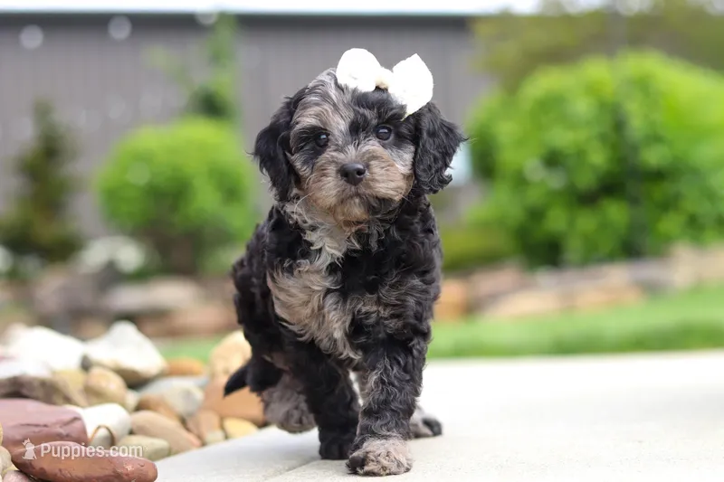 Paris – Cavapoo puppy for sale in Millersburg, OH