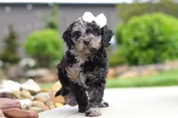 Paris, a female Cavapoo for sale in Millersburg, OH – 1 of 7