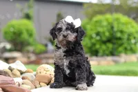 Paris, a female Cavapoo for sale in Millersburg, OH – 6 of 7