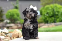 Paris, a female Cavapoo for sale in Millersburg, OH – 4 of 7
